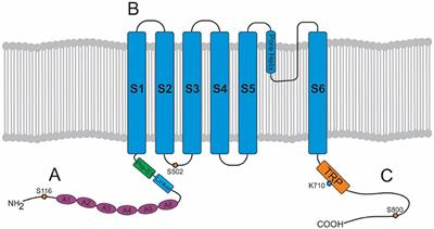 Involvement of TRPV1 Channels in Energy Homeostasis